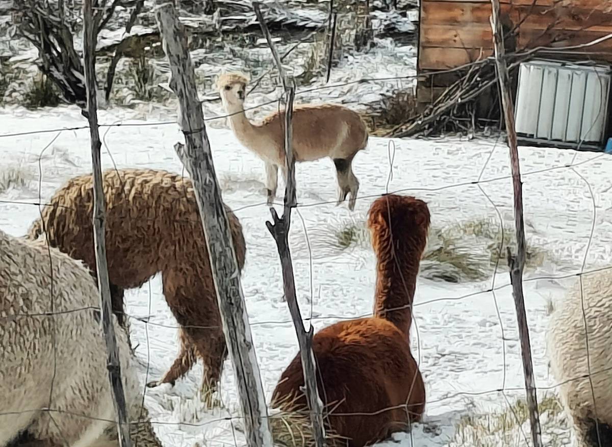 Experiencias con alpacas