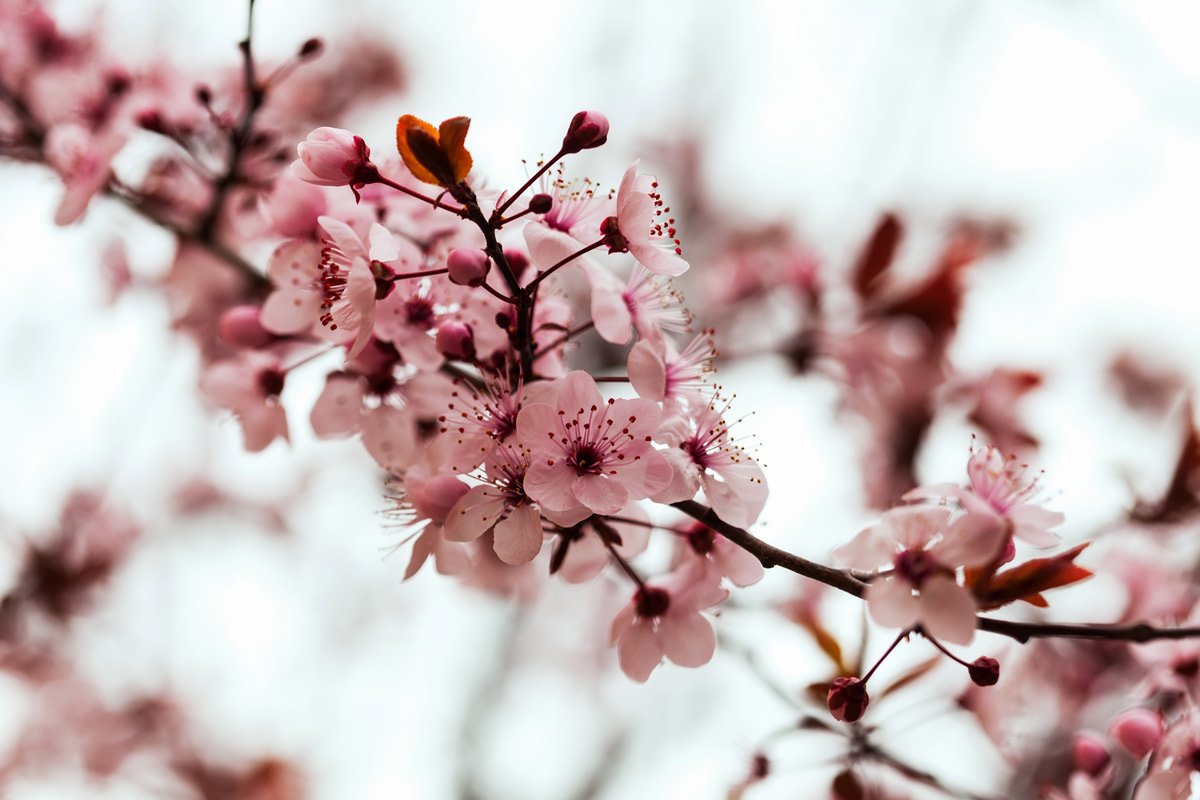 Cerezos en flor